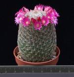 Mammillaria matudae