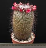 Mammillaria krasuckae