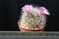 Mammillaria bocasana v. roseiflora