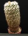 Mammillaria collinsii