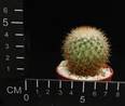 Mammillaria rhodanta ssp. aureiceps
