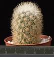 Mammillaria densispina