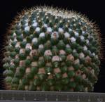 Mammillaria marksiana