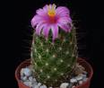 Mammillaria sheldonii