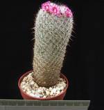 Mammillaria albilanata