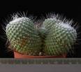 Mammillaria spinosissima v. monospina