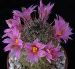 Mammillaria sheldonii