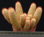 Mammillaria elongata v. echinata