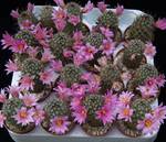 Mammillaria sheldonii