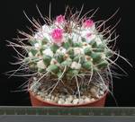Mammillaria saxicola