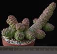Monadenium ritchiei