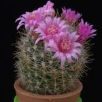 Mammillaria crinita