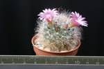 Mammillaria bocasana v. roseiflora