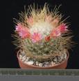 Mammillaria rekoi v. leptacantha