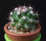 Mammillaria heyderi