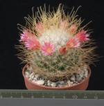 Mammillaria rekoi v. leptacantha