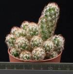 Mammillaria elongata