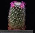 Mammillaria spinosissima