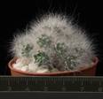 Mammillaria glassii