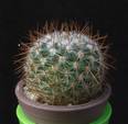 Mammillaria krasuckae