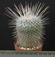Mammillaria geminispina v. nobilis