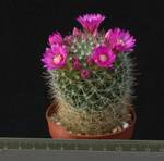 Mammillaria zeilmanniana