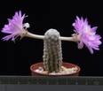 Mammillaria theresae