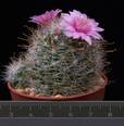 Mammillaria zeilmanniana cv.