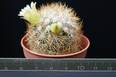 Mammillaria mieheana