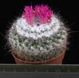 Mammillaria woodsii