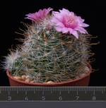 Mammillaria zeilmanniana cv.