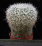 Mammillaria hahnianna
