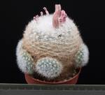 Mammillaria candida