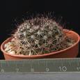 Mammillaria alamensis