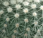 Notocactus succineus v. albispinus