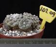 Neochilenia occulta 10209