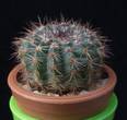 Notocactus caespitosus