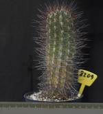 Neoporteria nigrispina 8209