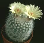 Notocactus succineus v. albispinus