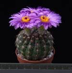 Notocactus uebelmannianus