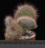 Nyctocereus serpentinus v. cristatus