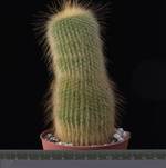 Notocactus leninghausii