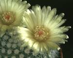 Notocactus succineus v. albispinus