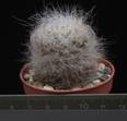 Neoporteria senilis