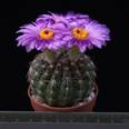 Notocactus uebelmannianus