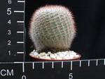 Notocactus scopa