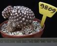 Neoporteria mitis 9809