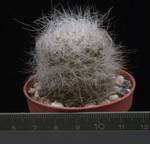 Neoporteria senilis