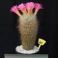 Neoporteria senilis