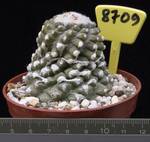 Neochilenia krausii 8709